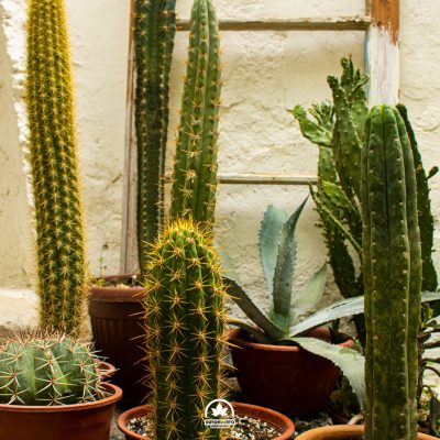 Cactus en maceta plástica