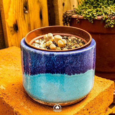 Lithops cactus piedra