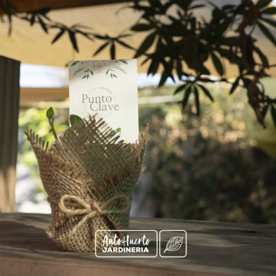 Suculenta en maceta con arpillera