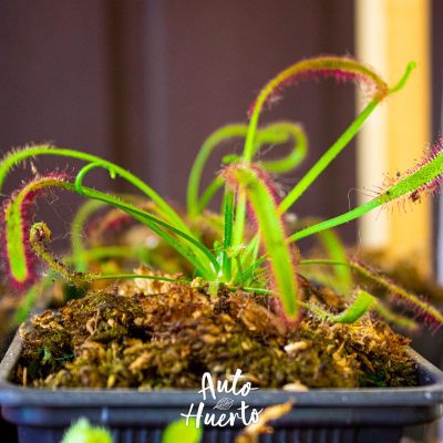 Drosera capensis carnívora