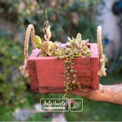 Arreglo de suculentas en madera