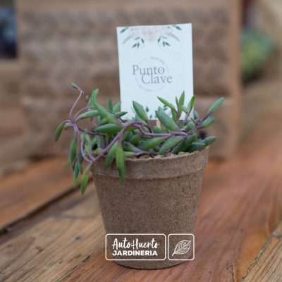 Suculenta en maceta biodegradable