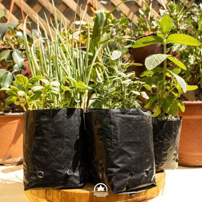 Pack plantas hortalizas y medicinal