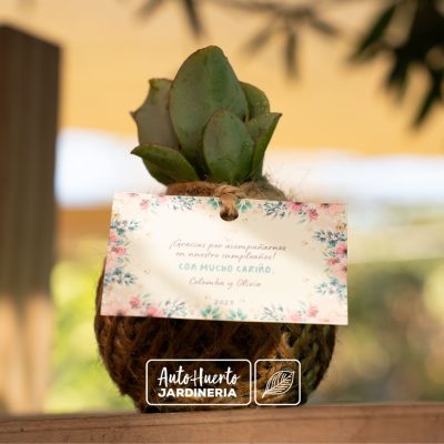 Kokedama de suculenta