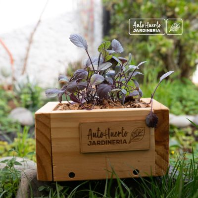 Mini huerto de cocina